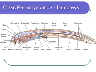 Class  Petromyzontida  - Lampreys 