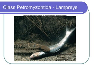 Class  Petromyzontida  - Lampreys 
