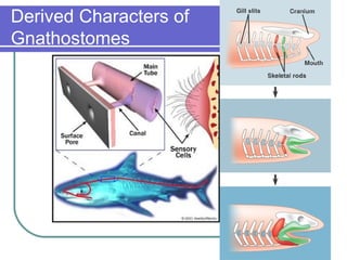 Derived Characters of Gnathostomes 