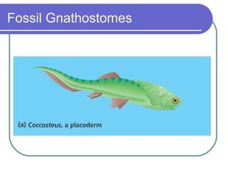 Fossil Gnathostomes 