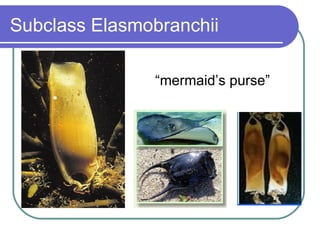 Subclass Elasmobranchii “ mermaid’s purse” 