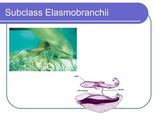 Subclass Elasmobranchii 
