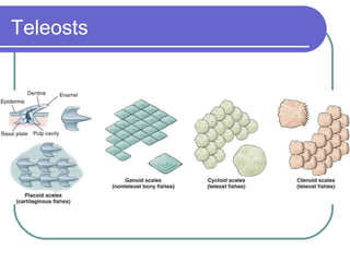 Teleosts 