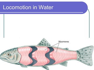 Locomotion in Water 