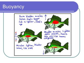 Buoyancy 
