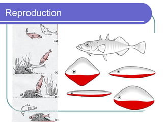 Reproduction 