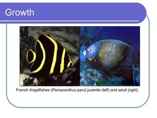 Growth French Angelfishes ( Pomacanthus paru ) juvenile (left) and adult (right). 