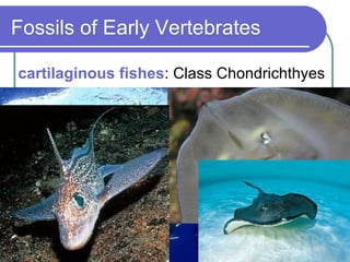 Fossils of Early Vertebrates cartilaginous fishes : Class Chondrichthyes 