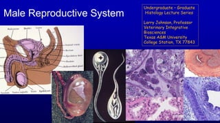 Male Reproductive System
Undergraduate – Graduate
Histology Lecture Series
Larry Johnson, Professor
Veterinary Integrative
Biosciences
Texas A&M University
College Station, TX 77843
 
