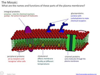 Stephen Taylor

http://sciencevideos.wordpress.com

 