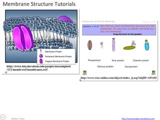 Stephen Taylor

http://sciencevideos.wordpress.com

 