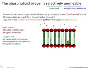 Stephen Taylor

http://sciencevideos.wordpress.com

 