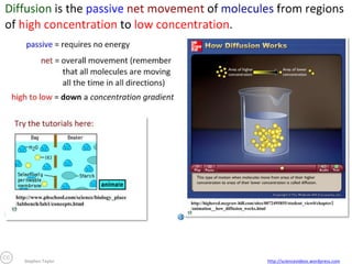 Stephen Taylor

http://sciencevideos.wordpress.com

 
