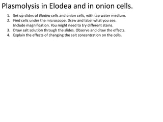 Plasmolysis in Elodea and in onion cells.
1. Set up slides of Elodea cells and onion cells, with tap water medium.
2. Find cells under the microscope. Draw and label what you see.
Include magnification. You might need to try different stains.
3. Draw salt solution through the slides. Observe and draw the effects.
4. Explain the effects of changing the salt concentration on the cells.

 