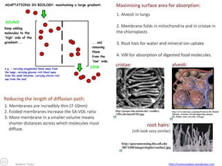 Stephen Taylor

http://sciencevideos.wordpress.com

 