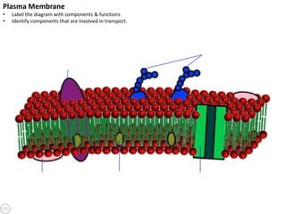 Plasma Membrane
•
•

Label the diagram with components & functions
Identify components that are involved in transport.

 