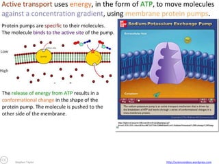 Stephen Taylor

http://sciencevideos.wordpress.com

 