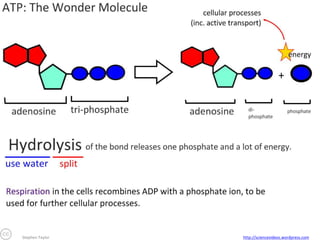 Active transport uses energy, in the form of
ATP, to move molecules across a selectively
permeable membrane against the
concentration gradient, using protein pumps.

Why do this?

To move molecules against the concentration gradient or to create a large
concentration gradient across a membrane.

Protein pumps

These are integral, passing through the membrane.
They are specific – only working with the target molecule.

What happens? 1. Target molecules bind to the pump.
2. ATP also binds to the pump. ATP is broken, releasing energy and causing a
conformational (shape) change in the protein pump.
3. This conformational change pushes the molecules across the membrane.
4. The molecule unbinds, and the pump reverts back to the original shape.

Examples

•
•

Sodium-potassium pump is used to re-polarise neurons after an action potential,
ready to fire again.
Proton pumps in mitochondria generate a high concentration gradient of H+ ions,
ready for chemiosmosis through ATP synthase, used for generating ATP.

 