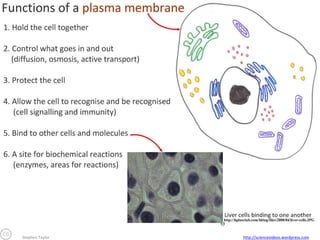 Stephen Taylor

http://sciencevideos.wordpress.com

 