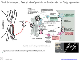 Stephen Taylor

http://sciencevideos.wordpress.com

 