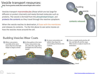 Stephen Taylor

http://sciencevideos.wordpress.com

 