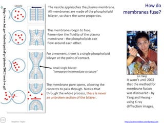 Stephen Taylor

http://sciencevideos.wordpress.com

 