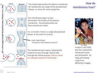 Stephen Taylor

http://sciencevideos.wordpress.com

 