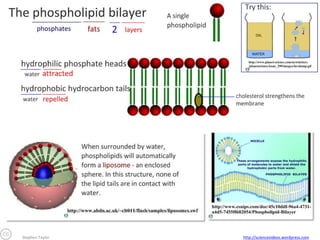 Stephen Taylor

http://sciencevideos.wordpress.com

 
