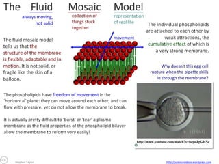 Stephen Taylor

http://sciencevideos.wordpress.com

 