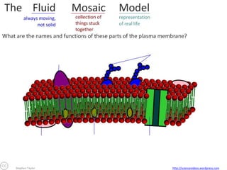 Stephen Taylor

http://sciencevideos.wordpress.com

 