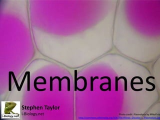 Membranes
Stephen Taylor
i-Biology.net

Photo credit: Plasmolysis by MNolf via
http://commons.wikimedia.org/wiki/File:Rhoeo_Discolor_-_Plasmolysis.jpg

 