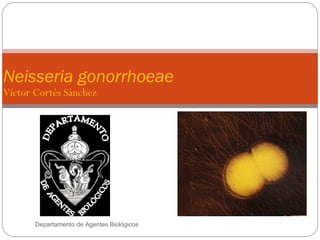 Neisseria gonorrhoeae
Víctor Cortés Sánchez




       Departamento de Agentes Biológicos
 