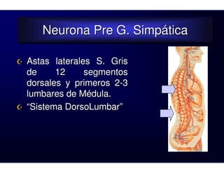 Neurona Pre G. Simpática
   Neurona Pre G. Simpática

Astas laterales S. Gris
de     12     segmentos
dorsales y primeros 2-3
lumbares de Médula.
“Sistema DorsoLumbar”
 