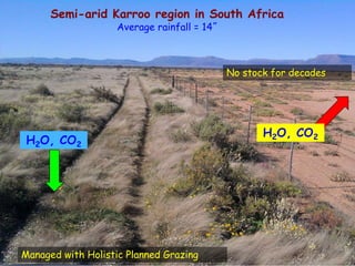 Semi-arid Karroo region in South Africa 
Managed with Holistic Planned Grazing 
No stock for decades 
Average rainfall = 1...