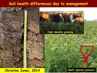 Soil health differences due to management 
High density grazing 
Christine Jones, 2014 Multi species pasture 
 