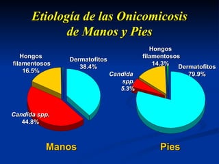 Etiología de las Onicomicosis de Manos y Pies Manos Pies Hongos filamentosos 16 . 5% Hongos filamentosos 14 . 3% Candida spp. 44.8 % Candida  spp. 5. 3 % Dermatofitos 38 . 4% Dermatofitos  79 . 9% 