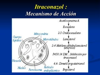 Itraconazol : Mecanismo de Acción 