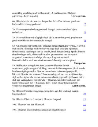 Cyrtosperma.
7
8
9
Urospatha.
Xanthosoma.
10
13
11
12
eenhokkig vruchtbeginsel hebben met 1–2 zaadknoppen. Bladeren
pijlvormig, diep vinspletig
6b. Bloeischeede niet zooveel langer dan de kolf en in ieder geval niet
kurketrekkervormig gedraaid
7a. Planten op den bodem groeiend. Stengel onderaardsch of bijna
ontbrekend
7b. Planten klimmend of epiphytisch of als ze op den grond groeien met
goed ontwikkelde bovenaardsche stengel
8a. Onderaardsche wortelstok. Bladeren langgesteeld, pijlvormig, 3-lobbig,
met smalle 3-hoekige eindlob en evenlange doch smallere zijlobben.
Bloeischeede veel langer dan de spadix, smal, lancetvormig. Spadix binnen
de scheede gesteeld, deze steel voor het grootste deel met de spatha
vergroeid, boven tweeslachtige bloemen dragende met 4–6
bloemdekbladen, 4–6 meeldraden en een 2-hokkig vruchtbeginsel
8b. Bebladerde stengel zeer kort, daardoor bladeren in een
wortelrozet, pijlvormig tot 3-lobbig, soms de lobben nog meer (doch steeds
handvormig) ingesneden. Spatha van onderen buisvormig opgerold;
blijvend. Spadix van onderen ♀ bloemen dragend met een schijfvormige
stijl, welke stijlen alle met de randen aan elkaar gegroeid zijn; boven het ♀
stuk een verdund deel met steriele ♂ bloemen, tenslotte van boven een
knotsvormig deel met ♂ bloemen, die 4–6 met elkaar tot één geheel
vergroeide meeldraden dragen
9a. Bloeikolf met tweeslachtige, hoogstens aan den voet met steriele
bloemen bezet
9b. Bloeikolf boven ♂, onder ♀ bloemen dragend
10a. Bloemen met een bloemdek
10b. Bloemen alleen met meeldraden en vruchtbeginsel
 