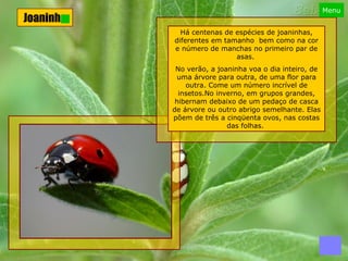 Joaninha Há centenas de espécies de joaninhas, diferentes em tamanho  bem como na cor e número de manchas no primeiro par de asas.   No verão, a joaninha voa o dia inteiro, de uma árvore para outra, de uma flor para outra. Come um número incrível de insetos.No inverno, em grupos grandes, hibernam debaixo de um pedaço de casca de árvore ou outro abrigo semelhante. Elas põem de três a cinqüenta ovos, nas costas das folhas.  