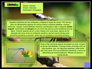 Libélula Classe: Insecta Ordem: Odonata Subordemr: Anisoptera   Caçadora eficiente em seu ambiente, a libélula é capaz de comer 14% de seu peso se alimentando apenas de outros insetos voadores abelhas, moscas, besouros, vespas, outras libélulas menores, pernilongos e até o mosquito  Aedes   aegypti , transmissor da  dengue  em um único dia de sua curta existência fora da água. Vivendo apenas de um a dois meses com suas asas, depois de ter passado até cinco anos no ambiente aquático, ela tem pouco tempo para encontrar parceiros e procriar, antes que um predador a encontre primeiro.  Duas a três semanas depois de postos os ovos, surgem as larvas das libélulas. Começa então um longo ciclo de vida aquática, que, em algumas espécies, pode durar até cinco anos. Em sua existência submersa, a larva se alimentará de microcrustáceos, filhotes de peixes e outras larvas. 