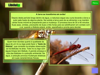 Libélula A larva se transforma em avião! Depois deste período longo dentro da água, a natureza segue seu curso levando a larva a  subir pela haste de alguma planta. Na subida a larva para de se alimentar e se mantém várias horas imóvel se preparando para a mudança. O processo leva de 30 a 40 minutos. Suas asas, úmidas, precisarão de duas a três horas para se solidificarem em contato com o ar, quando a libélula estará, então, aparelhada e pronta para decolar.  Quem tiver dúvidas quanto à qualidade da água de um rio ou lago pode fazer o " teste da   libélula ", que consiste na simples observação se há libélulas na área. Todo rio ou lago com águas limpas tem libélula. A grande ameaça à vida das libélulas é a poluição ambiental. Na água, a poluição provoca mudanças drásticas em suas características físicas. 