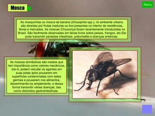 Mosca As mosquinhas ou mosca da banana ( Drosophila  spp.), no ambiente urbano, são atraídas por frutas maduras ou lixo presentes no interior de residências, feiras e mercados. As moscas  Chrysomya  foram recentemente introduzidas no Brasil. São facilmente observadas em feiras livres sobre peixes, frangos, etc.Ela pode transmitir parasitas intestinais, poliomielite e doenças entéricas.  As moscas domésticas são insetos que tem importância como vetores mecânicos, isto é, podem veicular os agentes em suas patas após pousarem em superfícies contaminadas com estes germes e pousarem nos alimentos, disseminando-os amplamente, e dessa forma transmitir várias doenças, tais como distúrbios gastrointestinais.  