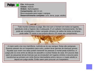 Pulga Filo:  Arthropoda  Classe:  Insecta Ordem:  Siphonaptera Comprimento:  até 0,4 cm  Boca equipada para sugar o sangue.  Desenvolvimento completo:  (ovo, larva, pupa, adulto)  A maior parte vive nos mamíferos, nutrindo-se do seu sangue. Estas são perigosas. Quando passam de um hospedeiro para outro, podem levar germes de doenças graves. Aquelas que vivem nos ratos podem transmitir às pessoas a mortal peste bubônica. A pulga põe os ovos entre as tábuas do assoalho e outras frestas de casa. Em poucos dias saem as pequenas larvas brancas que se encasulam em lugares úmidos e escuros para transformar-se primeiro em ninfa (forma intermediária entre a larva e o inseto adulto) e depois em pulga adulta. Então saem para procurar um hospedeiro.  Todo mundo conhece a pulga. Ela vive com o homem em todos os lugares, sobretudo onde a higiene não é adequada. É um saltador impressionante. De fato, pode ser considerada o maior campeão olímpico de saltos de todos os tempos. pode saltar 75 vezes a sua própria altura e 25 vezes seu comprimento. 