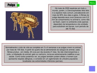 Pulga Normalmente o ciclo de vida se completa em 3 a 4 semanas e as pulgas vivem no animal por mais de 100 dias. A partir do quarto dia se alimentando do sangue do animal, cada fêmea produz , em média, 20 ovos por dia durante 21 dias. Se não interrompermos o ciclo, a infestação do animal, gato ou cachorro, torna-se extremamente maléfica a sua saúde. Como todos podemos ver, as pulgas também podem afetar o homem que apresenta reações alérgicas, e consiste em um aglomerado de urticária populares localizada nas extremidades inferiores (pernas).  Há mais de 2000 espécies em todo o mundo, porém, a  Ctenocephalides felis felis  é a espécie mais comum, prevalecendo em mais de 90% dos cães e gatos. A fêmea da pulga deposita seus ovos (brancos com 0,5 mm de comprimento) no animal e, como não se fixam, caem no ambiente onde apenas dependem da temperatura e da umidade para eclodirem em larvas, num período de até 10 dias  