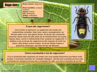 Vaga-lume Nome comum:  Vaga-lume  Nome científico:  Lampyris noctiluca Classe:  Insecta Filo:  Arthropoda Ordem:  Coleoptera Família:  Lampyridae  O que são vaga-lumes? Como todos os besouros, os vagalumes são insetos de metamorfose completa. Quer dizer, após o acasalamento, as fêmeas põem ovos, que geram larvas. As larvas vão crescendo, trocando várias vezes de pele antes de se transformarem em pupas. Depois disso, ocorre a metamorfose final, surgindo os vagalumes. O detalhe é que as larvas de vagalumes já são capazes de emitir luz. Assim, elas atraem outros insetos, as larvas destes insetos e pequenos caramujos, que lhes servem de alimento.  Como é produzida a luz do vaga-lume? A luz é produzida pelo organismo do inseto com uma reação bioquímica que libera muita energia. O processo chamado de "oxidação biológica", permite que a energia química seja convertida em energia luminosa sem a produção de calor, por isso é chamada de luz fria.  