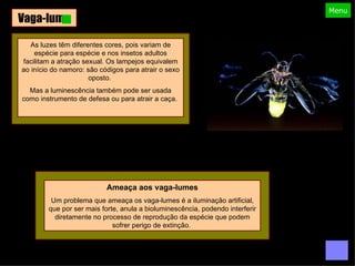Vaga-lume As luzes têm diferentes cores, pois variam de espécie para espécie e nos insetos adultos facilitam a atração sexual. Os lampejos equivalem ao início do namoro: são códigos para atrair o sexo oposto.  Mas a luminescência também pode ser usada como instrumento de defesa ou para atrair a caça.  Ameaça aos vaga-lumes Um problema que ameaça os vaga-lumes é a iluminação artificial, que por ser mais forte, anula a bioluminescência, podendo interferir diretamente no processo de reprodução da espécie que podem sofrer perigo de extinção.  