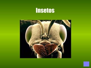 Insetos 