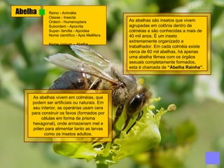 Abelha Reino - Animália  Classe - Insecta  Ordem - Humenoptera  Subordem - Apocrita  Super- família - Apoidea  Nome científico - Apis Mellifera  Nome comum – Abelha  As abelhas são insetos que vivem agrupadas em colônia dentro de colméias e são conhecidas a mais de 40 mil anos. É um inseto extremamente organizado e trabalhador. Em cada colméia existe cerca de 60 mil abelhas, há apenas uma abelha fêmea com os órgãos sexuais completamente formados, esta é chamada de  “Abelha Rainha”. As abelhas vivem em colméias, que podem ser artificiais ou naturais. Em seu interior, as operárias usam cera para construir os favos (formados por células em forma de prisma hexagonal), onde armazenam mel e pólen para alimentar tanto as larvas como os insetos adultos. 