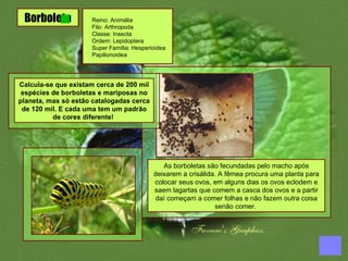 Borboleta Reino: Animália  Filo: Arthropoda  Classe: Insecta  Ordem: Lepidoptera  Super Família: Hesperioidea Papilionoidea  Calcula-se que existam cerca de 200 mil espécies de borboletas e mariposas no planeta, mas só estão catalogadas cerca de 120 mil. E cada uma tem um padrão de cores diferente!  As borboletas são fecundadas pelo macho após deixarem a crisálida. A fêmea procura uma planta para colocar seus ovos, em alguns dias os ovos eclodem e saem lagartas que comem a casca dos ovos e a partir daí começam a comer folhas e não fazem outra coisa senão comer.  