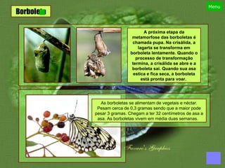Borboleta A próxima etapa da metamorfose das borboletas é chamada pupa. Na crisálida, a lagarta se transforma em borboleta lentamente. Quando o processo de transformação termina, a crisálida se abre e a borboleta sai. Quando sua asa estica e fica seca, a borboleta está pronta para voar.  As borboletas se alimentam de vegetais e néctar. Pesam cerca de 0,3 gramas sendo que a maior pode pesar 3 gramas. Chegam a ter 32 centímetros de asa a asa. As borboletas vivem em média duas semanas.   